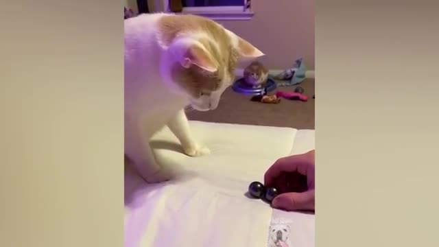 Funny And Cute Cat Video - Funny Pets Reaction | Pets Town