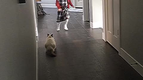 Kitty Plays Game of Tag with Girl