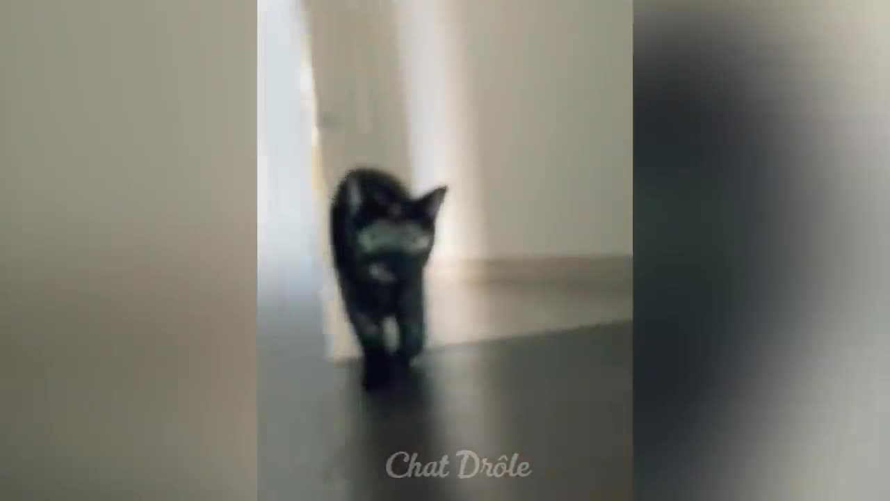 Try Not To Laugh Cat Video To Die For