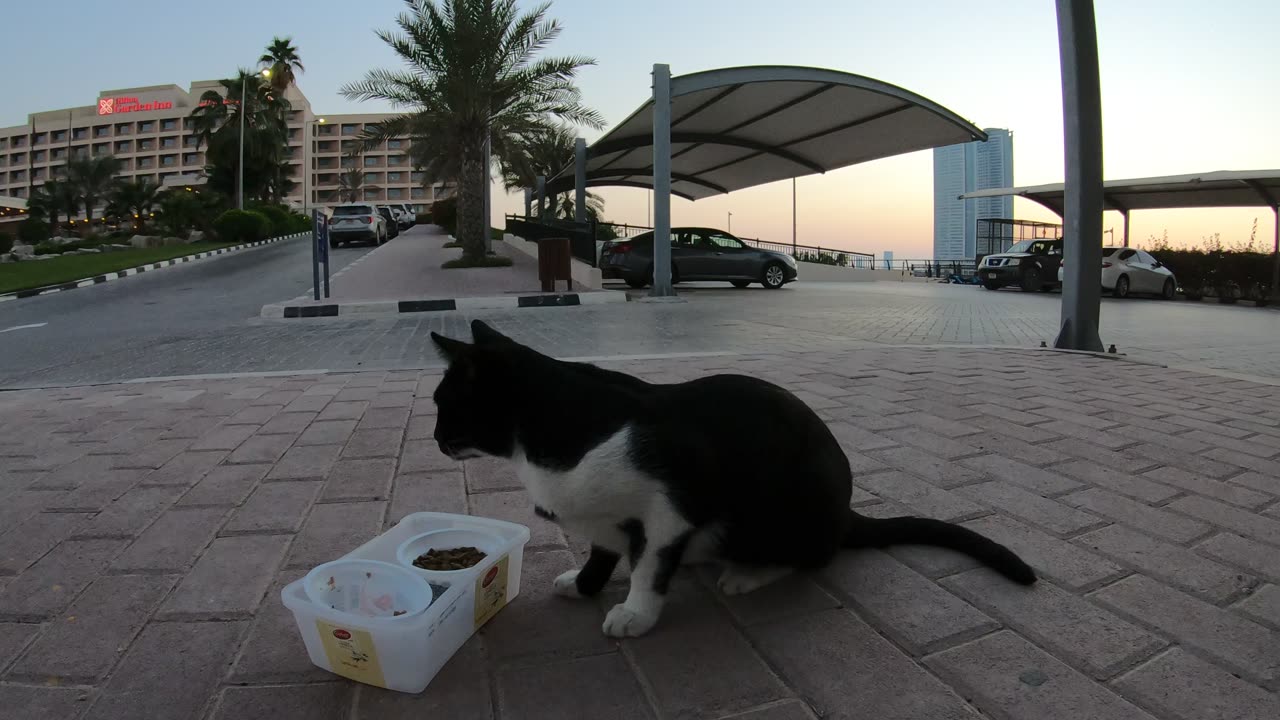 RIHANNA - Homeless cat in Ras Al Khaimah, UAE #cat #cats #Rihanna #foryou #UAE #pets #pet #viral #4u