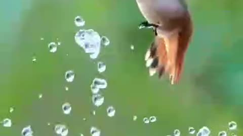 Hummingbird