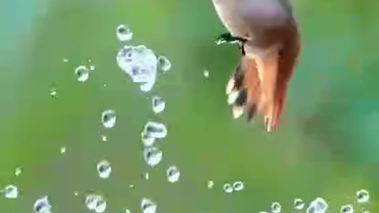 Hummingbird