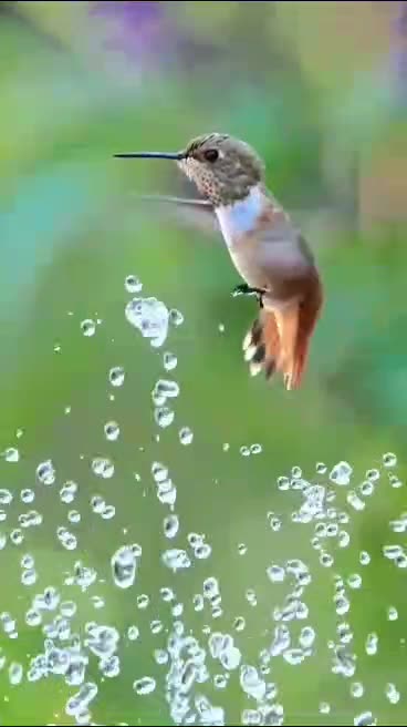 Hummingbird