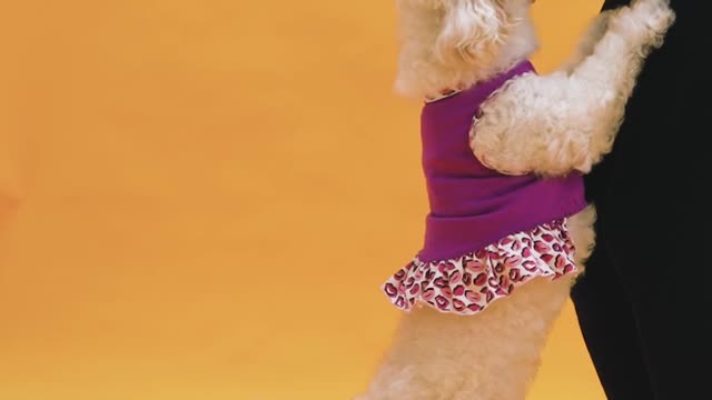 cute funny dog dancing