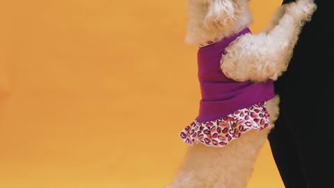 cute funny dog dancing