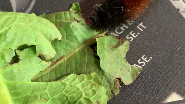 Phil the Wooly Bear