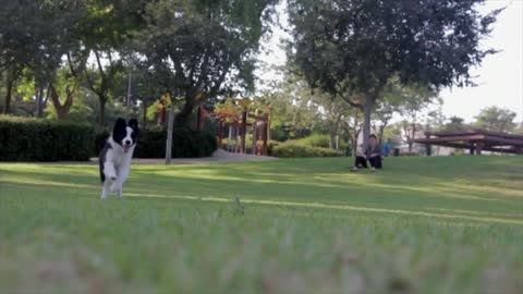 dog training park paly 2