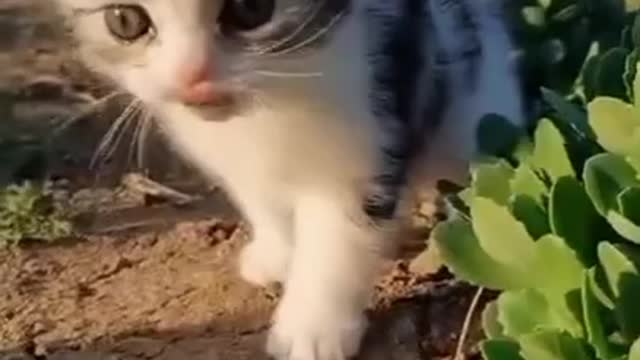 Funny cats kittens meowing compilation ?