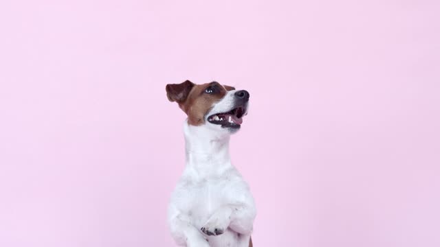 a-cute-dog-sitting