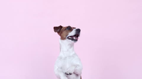 a-cute-dog-sitting