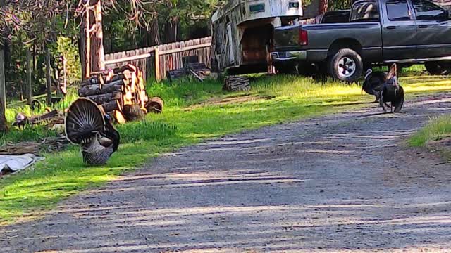 Wild turkeys do two of the types of dances to court the ladies