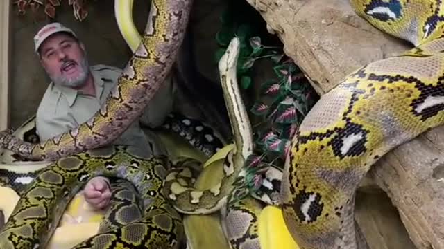 would you dare to stay among the snakes ??