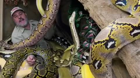 would you dare to stay among the snakes ??