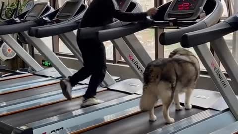 ##dog gym ##