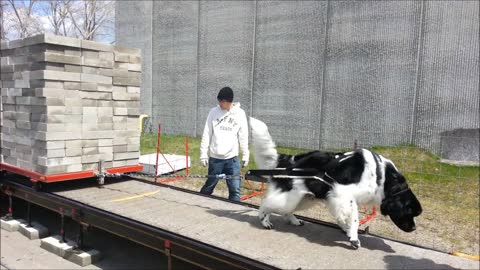 Micky, the Strongest Newfoundland