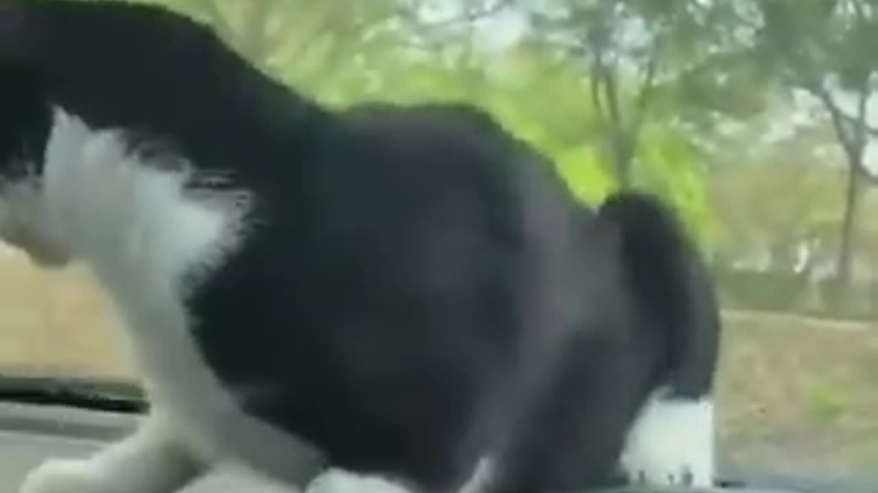 #Cat video funny