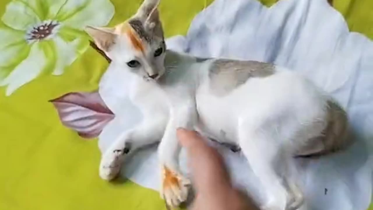 A wonderful cat video