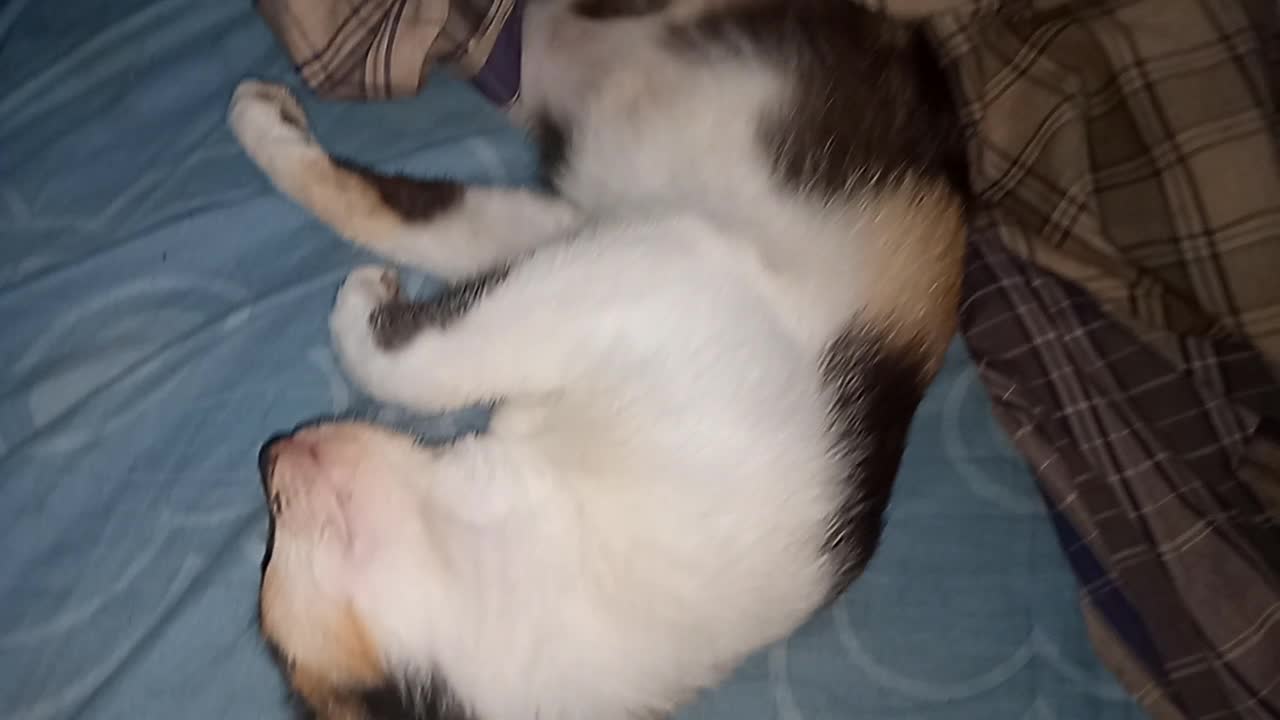 cat sleeping under the blanket