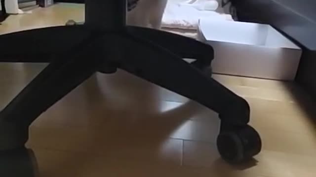 a cat pretending not to know