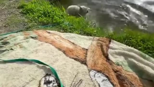 Funny Husky shoots