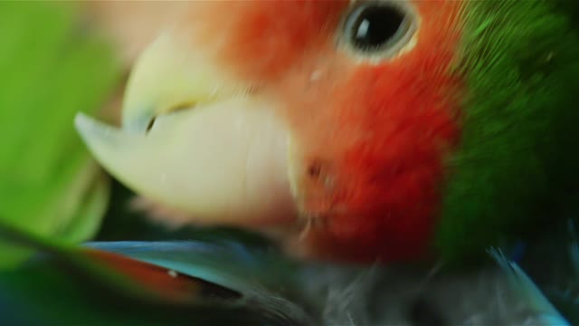 Close up of a peach-faced love bird cleaning