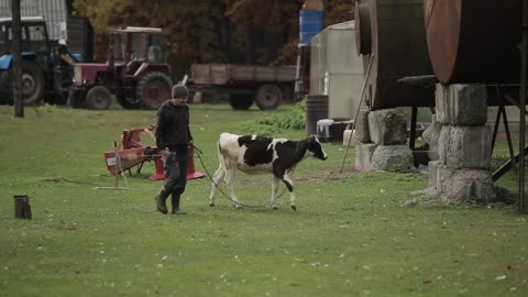 A man leads a cow calf to a pasture on the background of agricultural machinery. Farm livestock