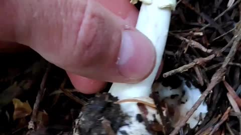 Gelber Knollenblätterpilz amanita citrina