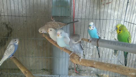 Love Birds In A Cage Cared For As Pets (21)