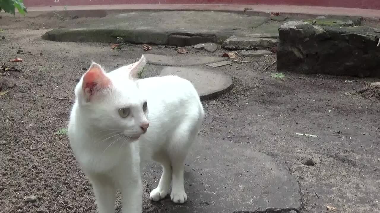 Kitty's Mother having her lunch with Nature