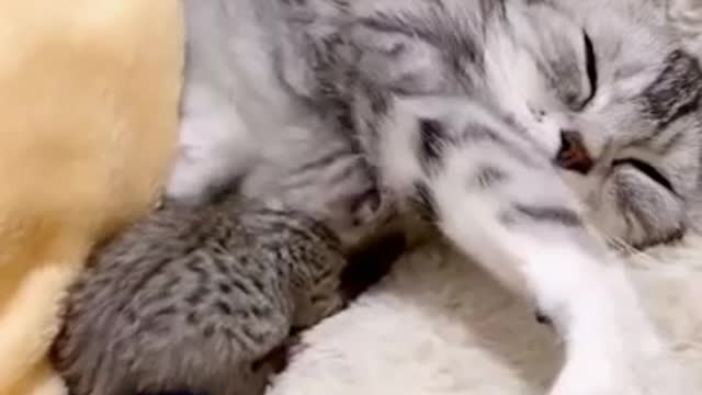 Pets Sharing Their Love