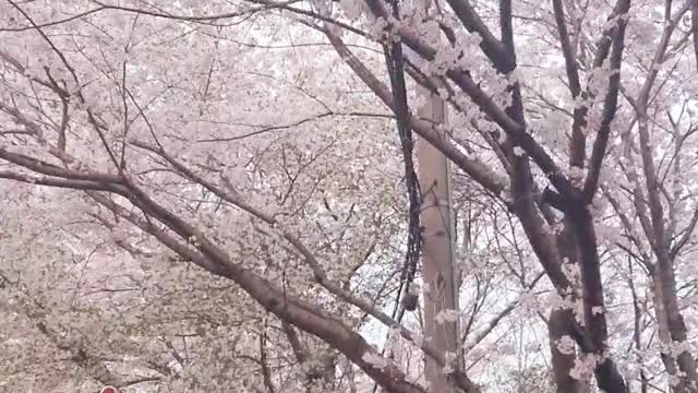 spring / cherry blossoms-Beautiful flowers