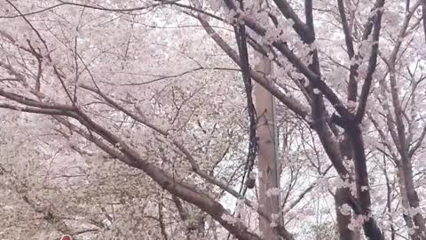 spring / cherry blossoms-Beautiful flowers