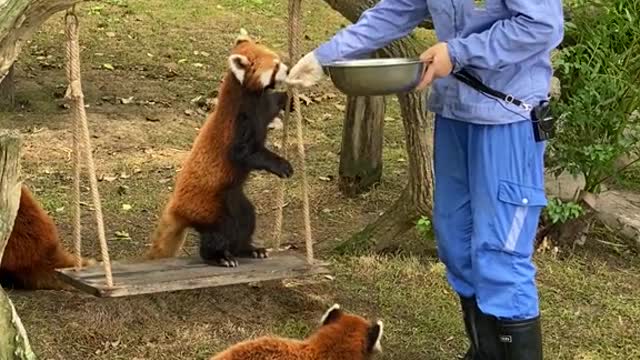 The red panda