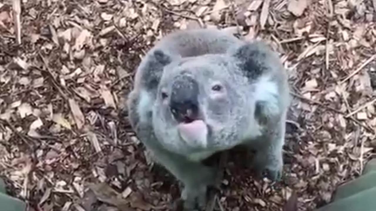 Koala having a conversation 😊