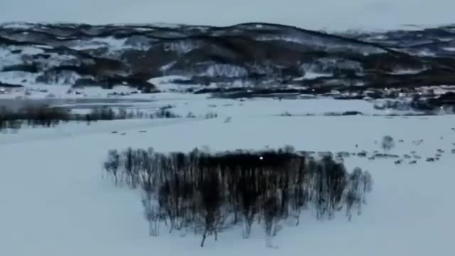 Deer running after a snow motorcycle filmed from a drone