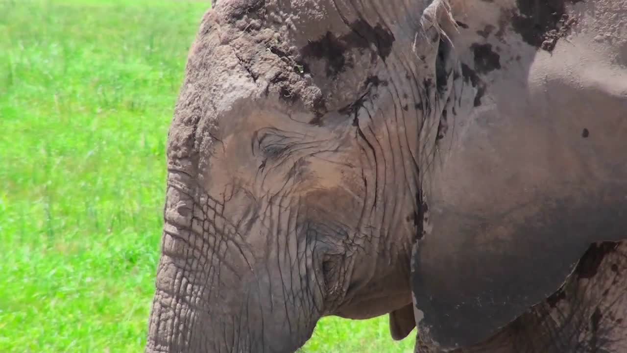 A nice profile shot of an elephant sleeping