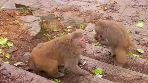 MONKEY