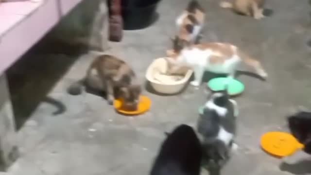 I can't have nice things cat .