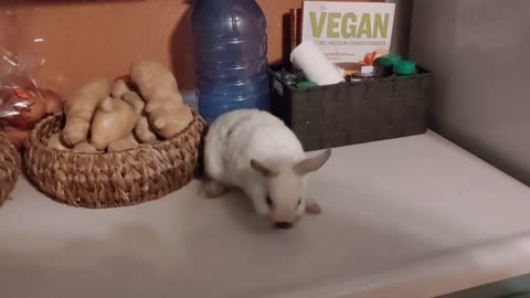 Bunny Brave sits pretty on the counter