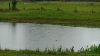 Itty Bitty Gator In The Pond
