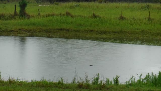 Itty Bitty Gator In The Pond