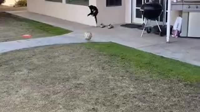 Funny Cat Playing Football ⚽️🐈 - Kitten Play - World Cat 2021🏆