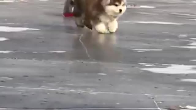 Cute and Funny Cat vs Dogs Videos