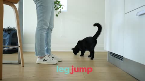 Teach your Cat