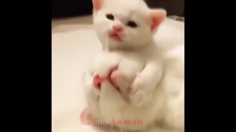 cute kittens