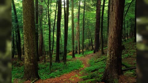 Sound of forest and animals to relax