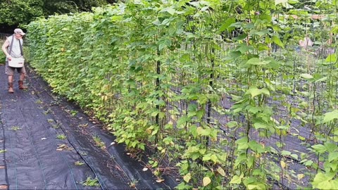 Gigantic rattlesnake green bean harvest!!!