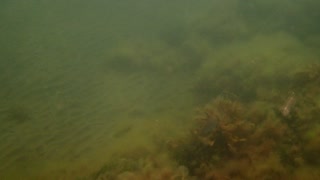fishy, quick glance ns