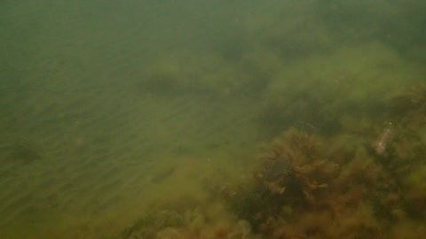 fishy, quick glance ns