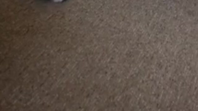 White dog playing with laughing toy